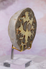 Septarian Half Polished Nodule 9.5cm Minerals Tali & Loz Crystals