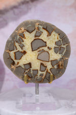 Septarian Half Polished Nodule 9.5cm Minerals Tali & Loz Crystals