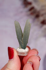 Seriphos Quartz Specimen 3.5cm, Greece Specimen Tali & Loz Crystals