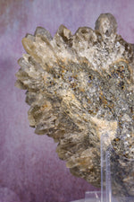 Smoky Quartz Elestial Cluster | 275mm | Romania Quartz Tali & Loz Crystals
