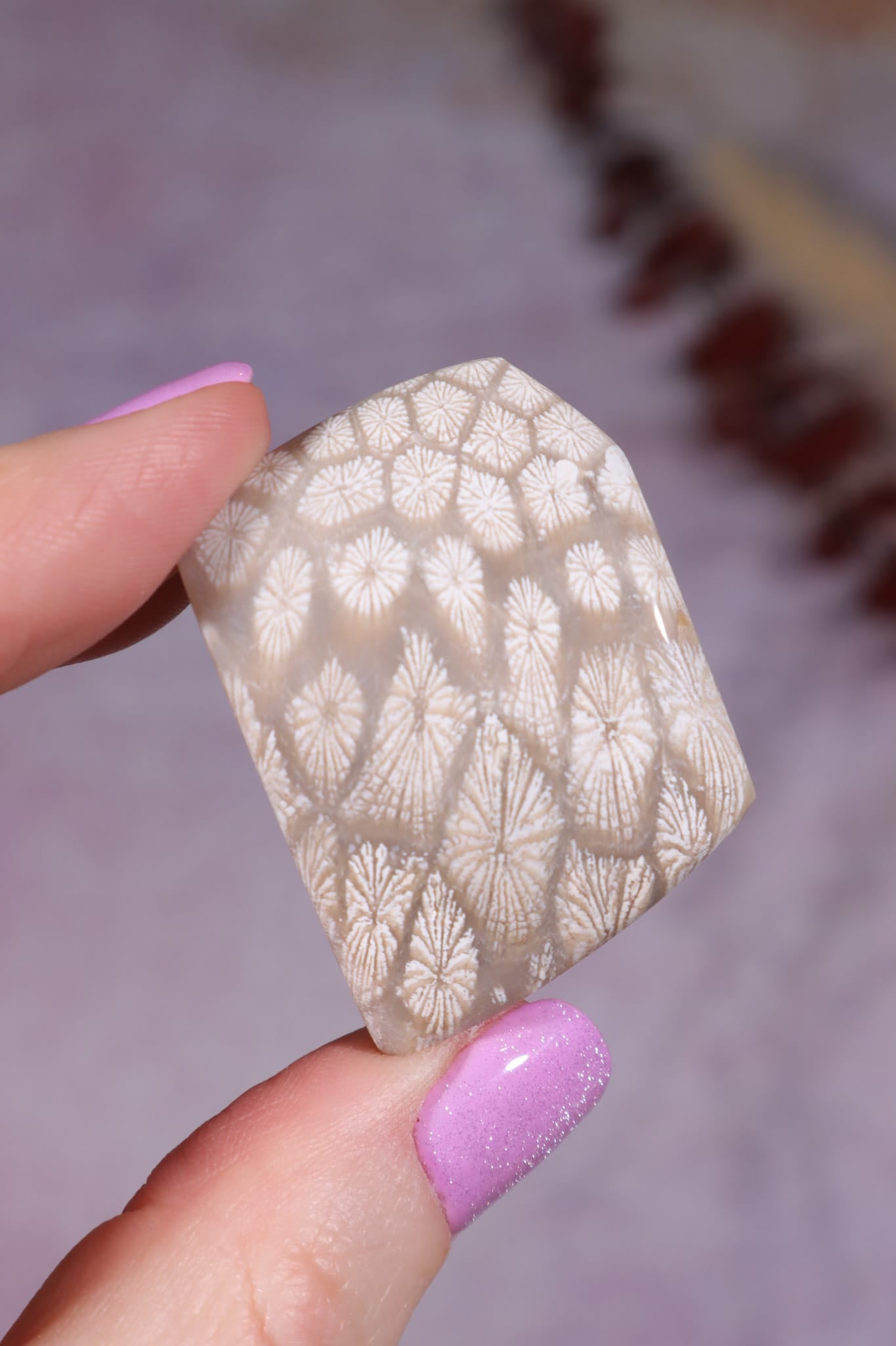 Tisbury Starstone Freeform Cabochon | 4.1cm | UK Fossil Tali & Loz Crystals