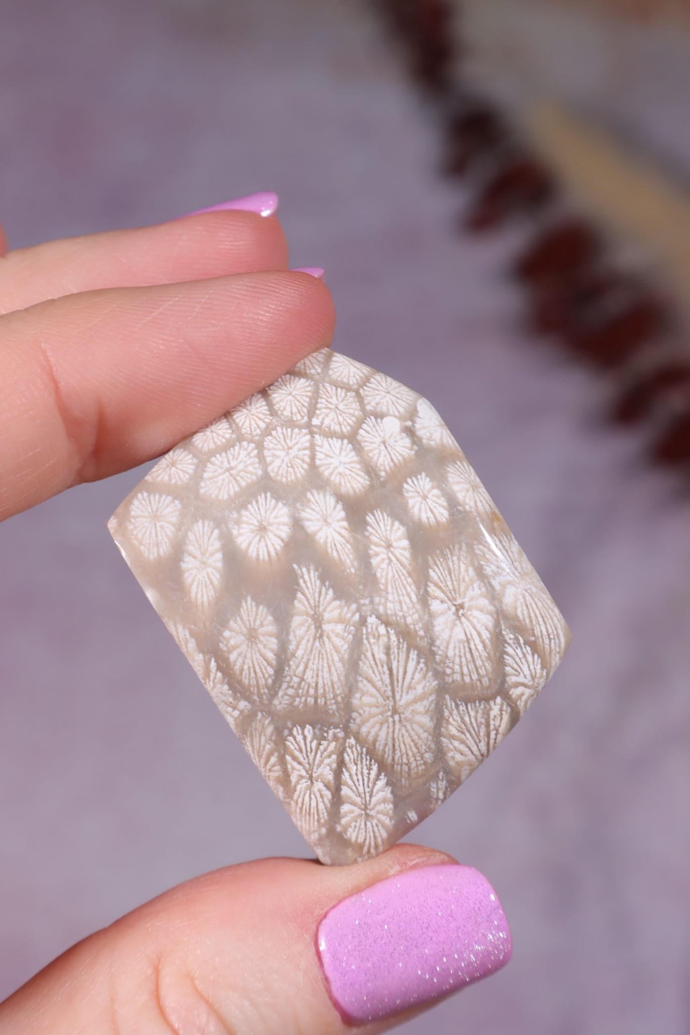 Tisbury Starstone Freeform Cabochon | 4.1cm | UK Fossil Tali & Loz Crystals