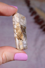 Tisbury Starstone Freeform Cabochon | 4.2cm | UK Fossil Tali & Loz Crystals