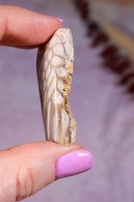 Tisbury Starstone Freeform Cabochon | 4.2cm | UK Fossil Tali & Loz Crystals