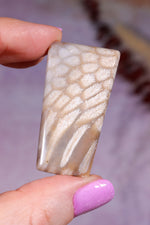 Tisbury Starstone Freeform Cabochon | 4.2cm | UK Fossil Tali & Loz Crystals