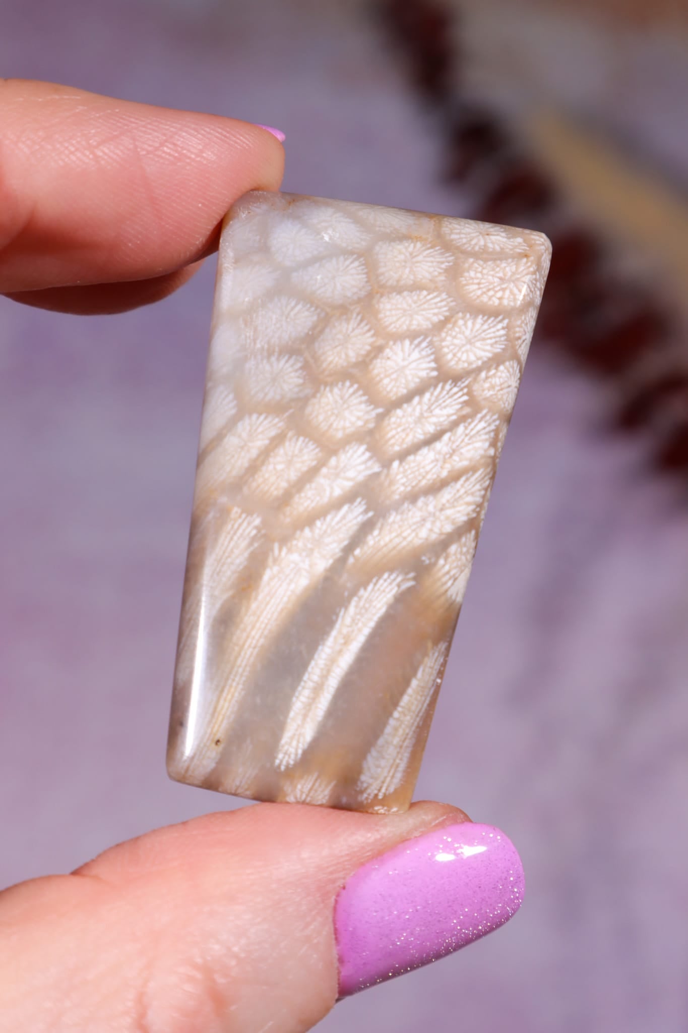 Tisbury Starstone Freeform Cabochon | 4.2cm | UK Fossil Tali & Loz Crystals