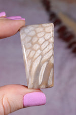 Tisbury Starstone Freeform Cabochon | 4.2cm | UK Fossil Tali & Loz Crystals