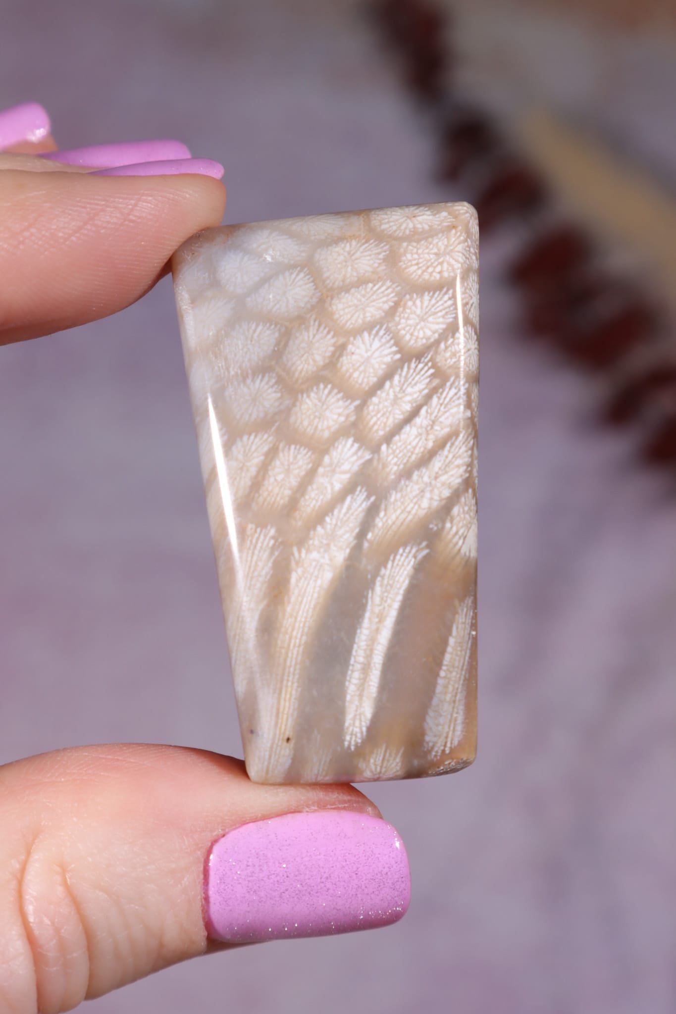 Tisbury Starstone Freeform Cabochon | 4.2cm | UK Fossil Tali & Loz Crystals
