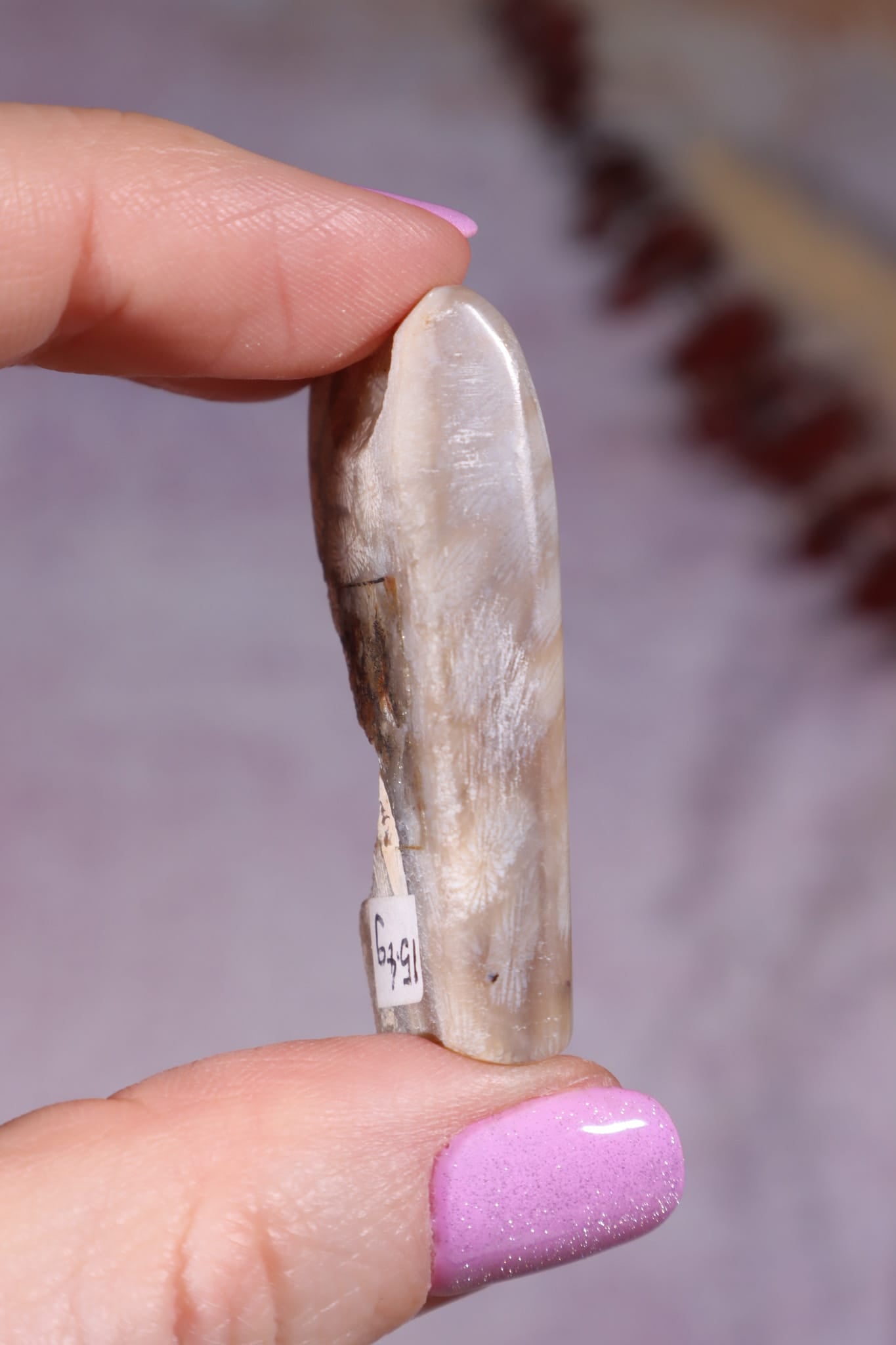 Tisbury Starstone Freeform Cabochon | 4.2cm | UK Fossil Tali & Loz Crystals
