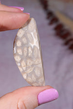 Tisbury Starstone Freeform Cabochon | 4.8cm | UK Fossil Tali & Loz Crystals