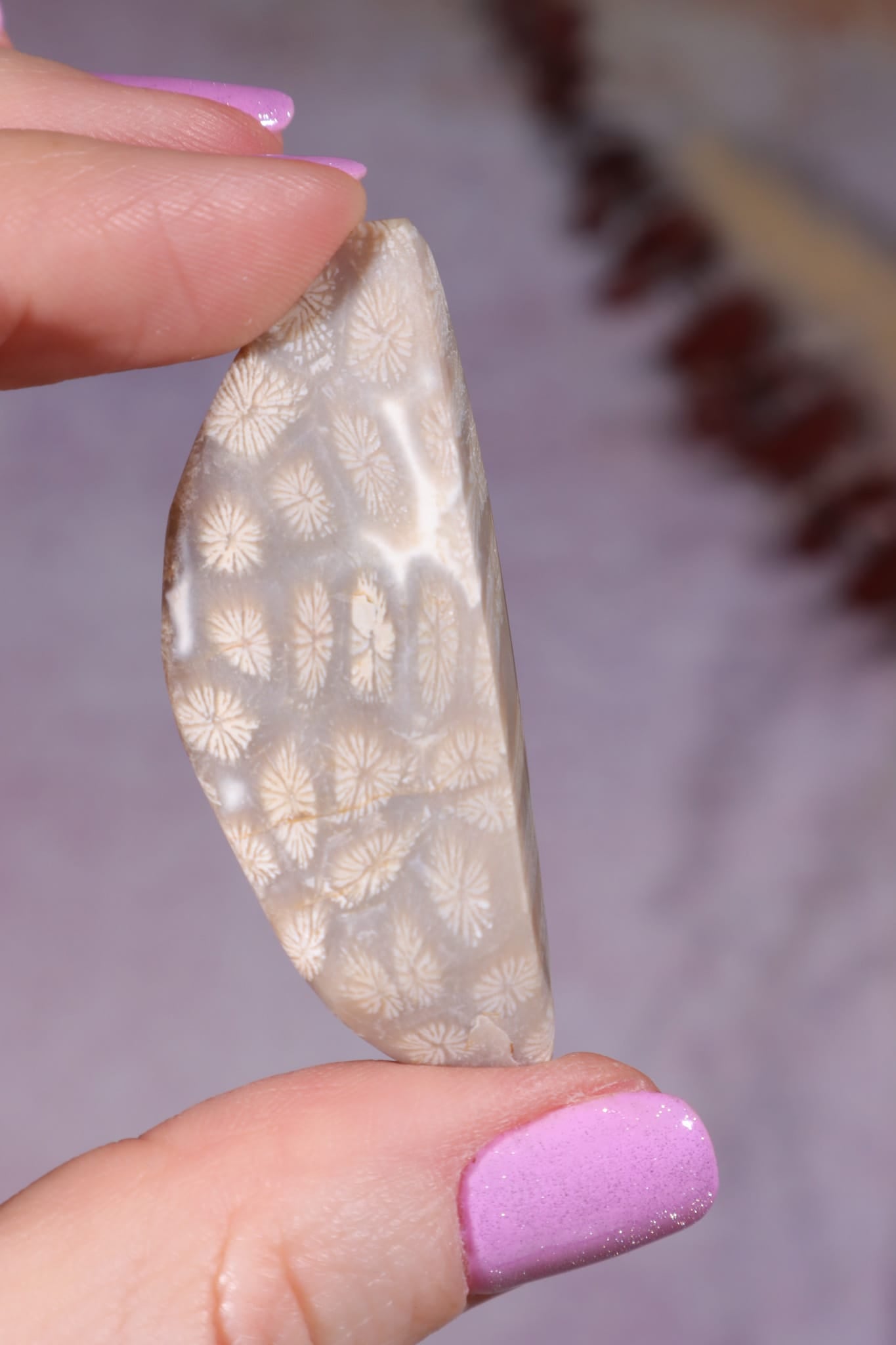 Tisbury Starstone Freeform Cabochon | 4.8cm | UK Fossil Tali & Loz Crystals