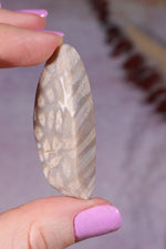 Tisbury Starstone Freeform Cabochon | 4.8cm | UK Fossil Tali & Loz Crystals