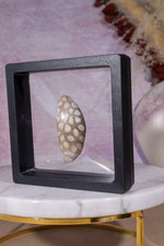 Tisbury Starstone Freeform Cabochon | 4.8cm | UK Fossil Tali & Loz Crystals
