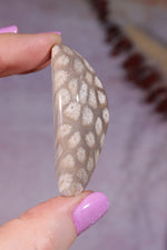 Tisbury Starstone Freeform Cabochon | 4.8cm | UK Fossil Tali & Loz Crystals
