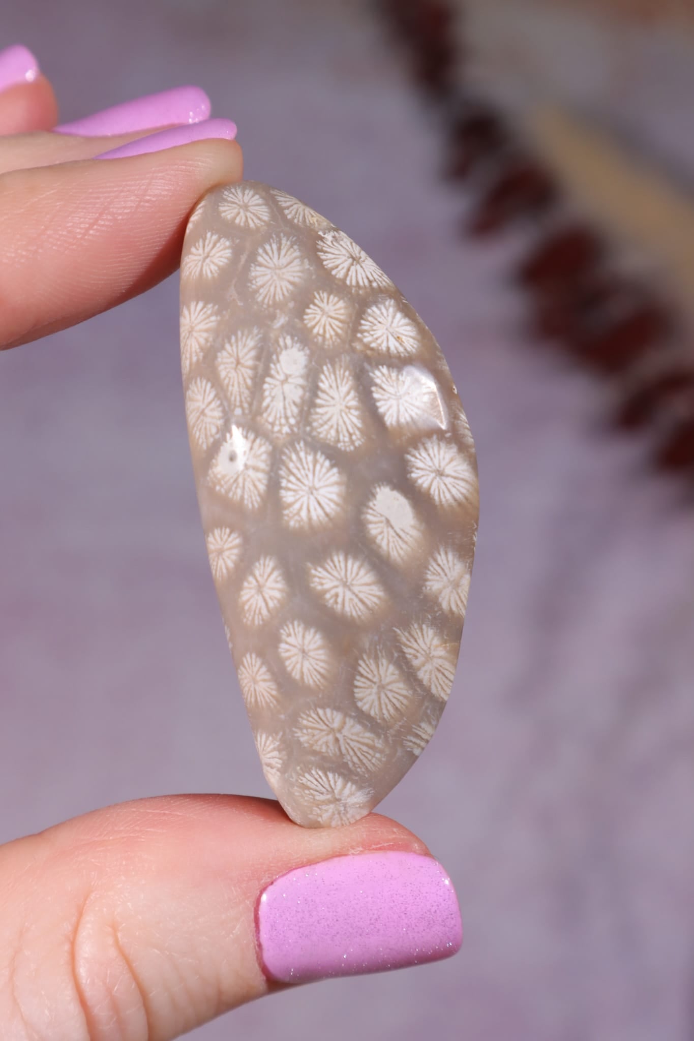 Tisbury Starstone Freeform Cabochon | 4.8cm | UK Fossil Tali & Loz Crystals