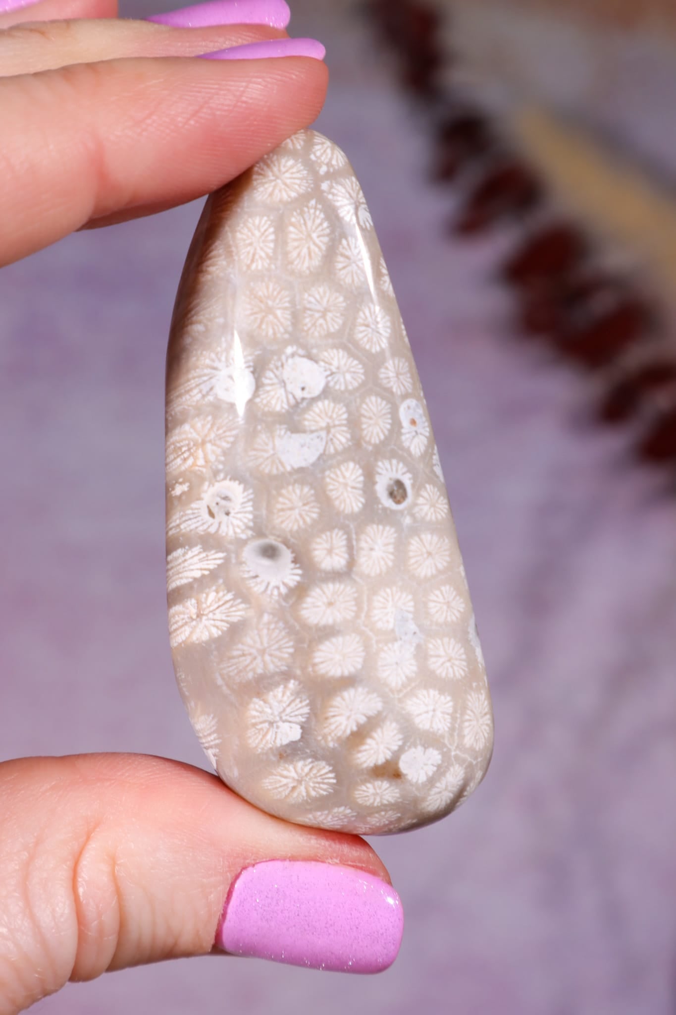Tisbury Starstone Freeform Cabochon | 5.8cm | UK Fossil Tali & Loz Crystals
