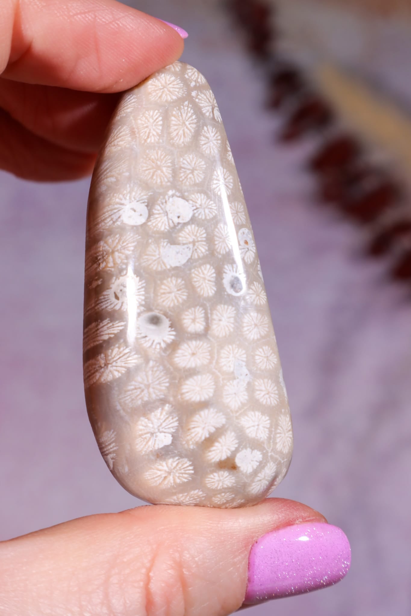 Tisbury Starstone Freeform Cabochon | 5.8cm | UK Fossil Tali & Loz Crystals