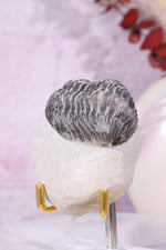 Trilobite Fossil 174gr, Sold as Seen Fossil Tali & Loz Crystals