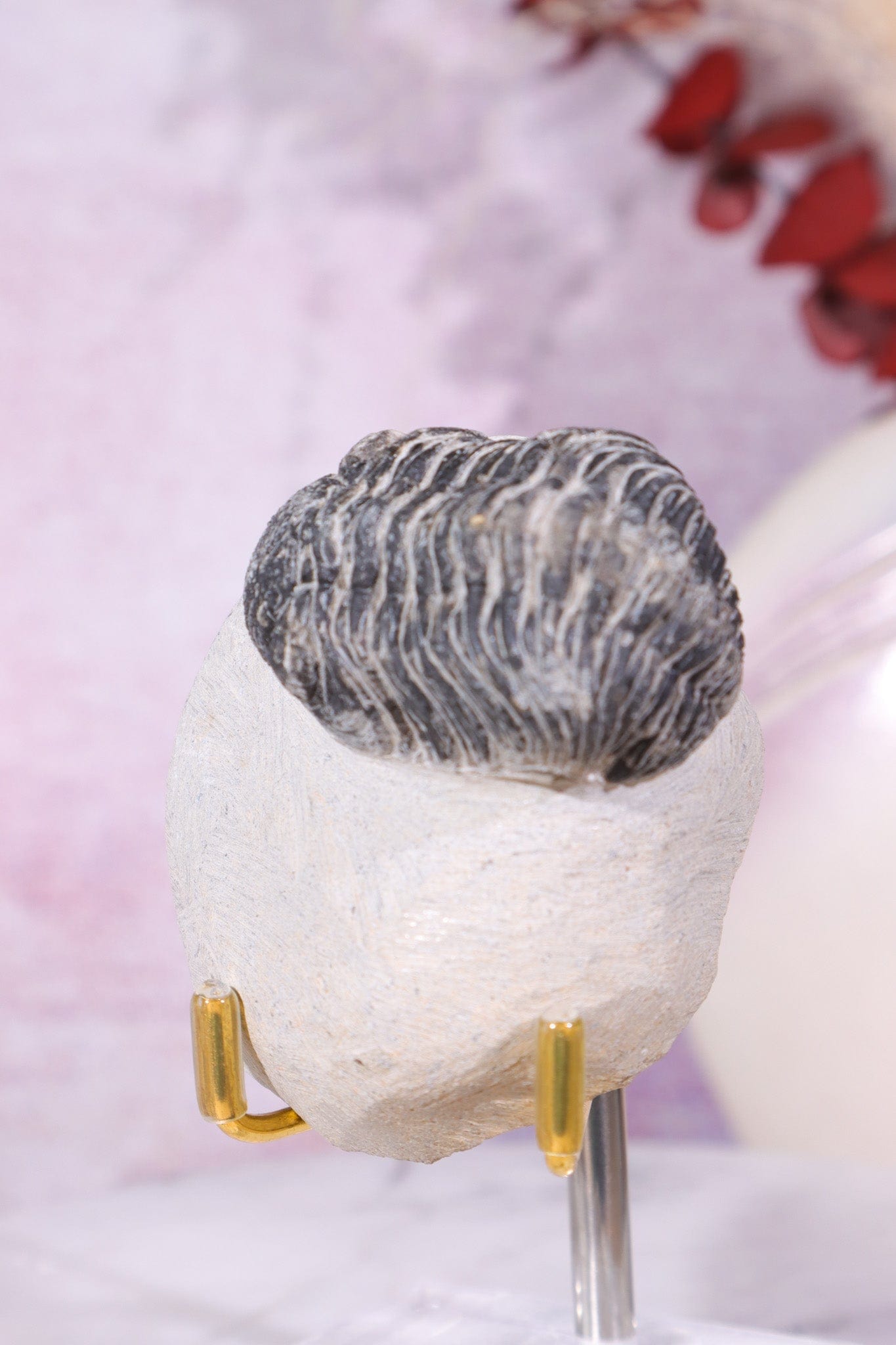 Trilobite Fossil 174gr, Sold as Seen Fossil Tali & Loz Crystals