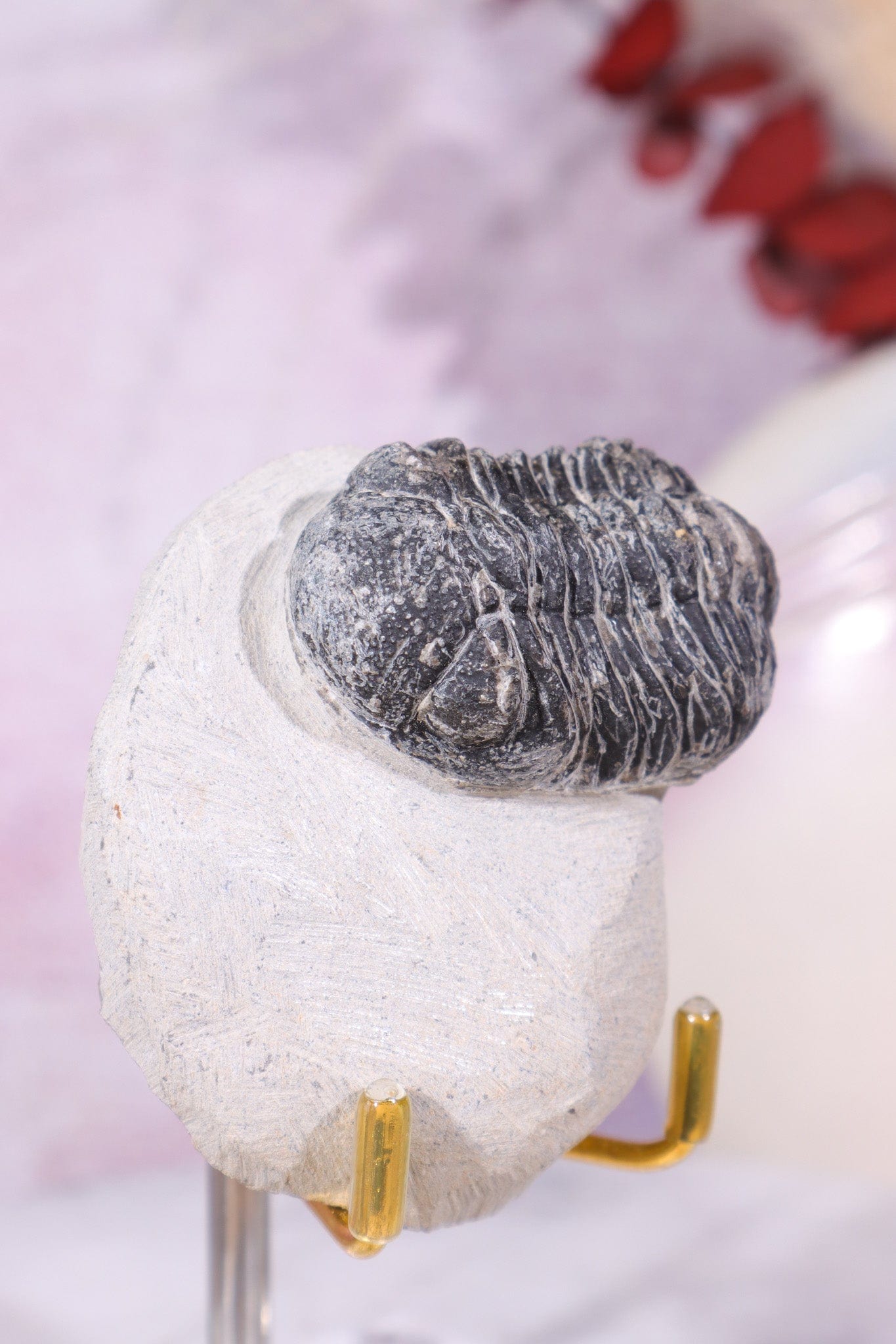 Trilobite Fossil 174gr, Sold as Seen Fossil Tali & Loz Crystals