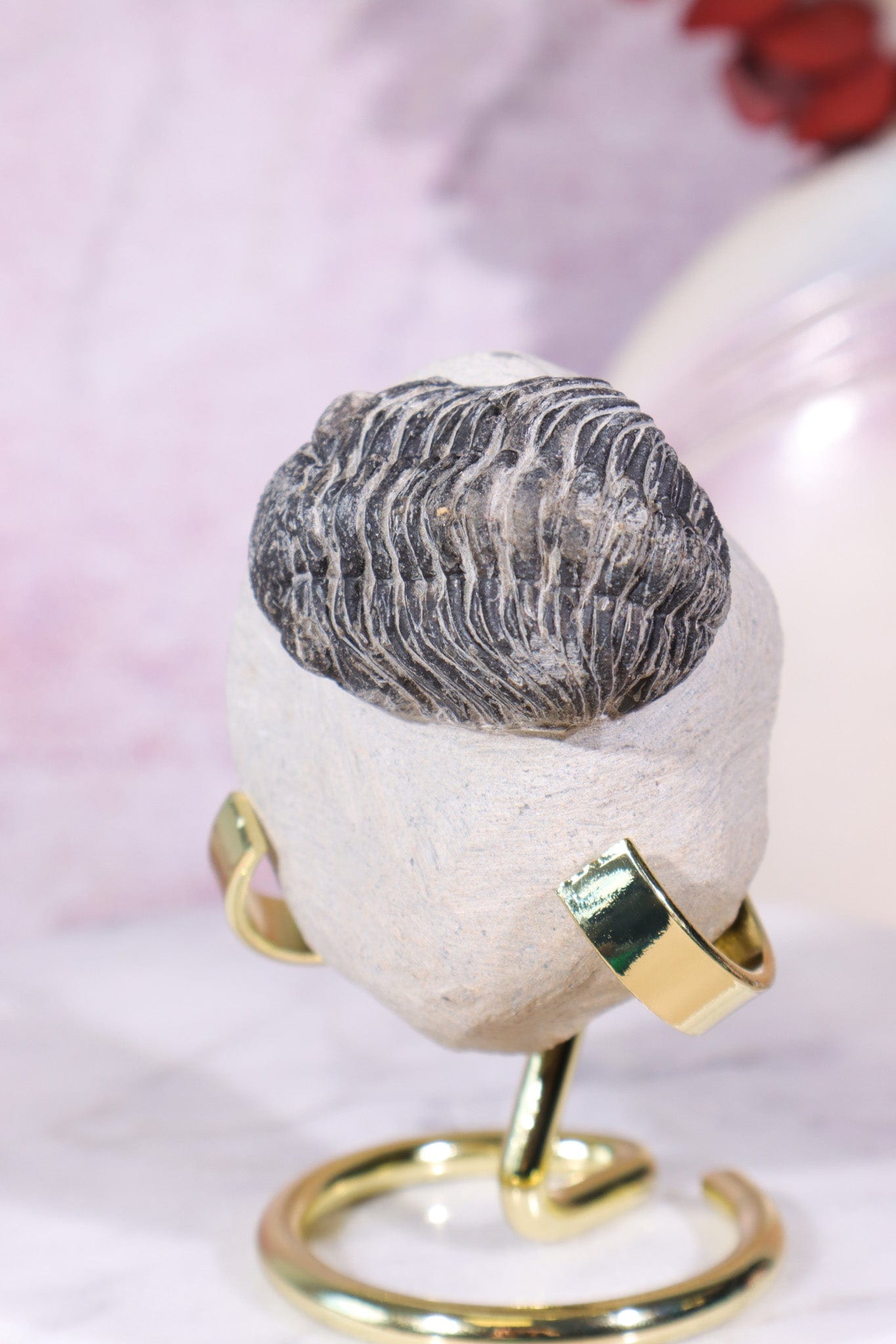 Trilobite Fossil 174gr, Sold as Seen Fossil Tali & Loz Crystals