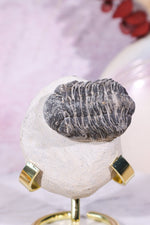 Trilobite Fossil 174gr, Sold as Seen Fossil Tali & Loz Crystals