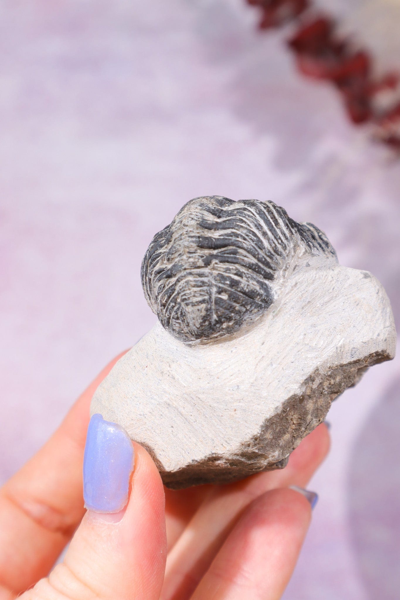 Trilobite Fossil 174gr, Sold as Seen Fossil Tali & Loz Crystals