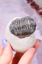 Trilobite Fossil 174gr, Sold as Seen Fossil Tali & Loz Crystals