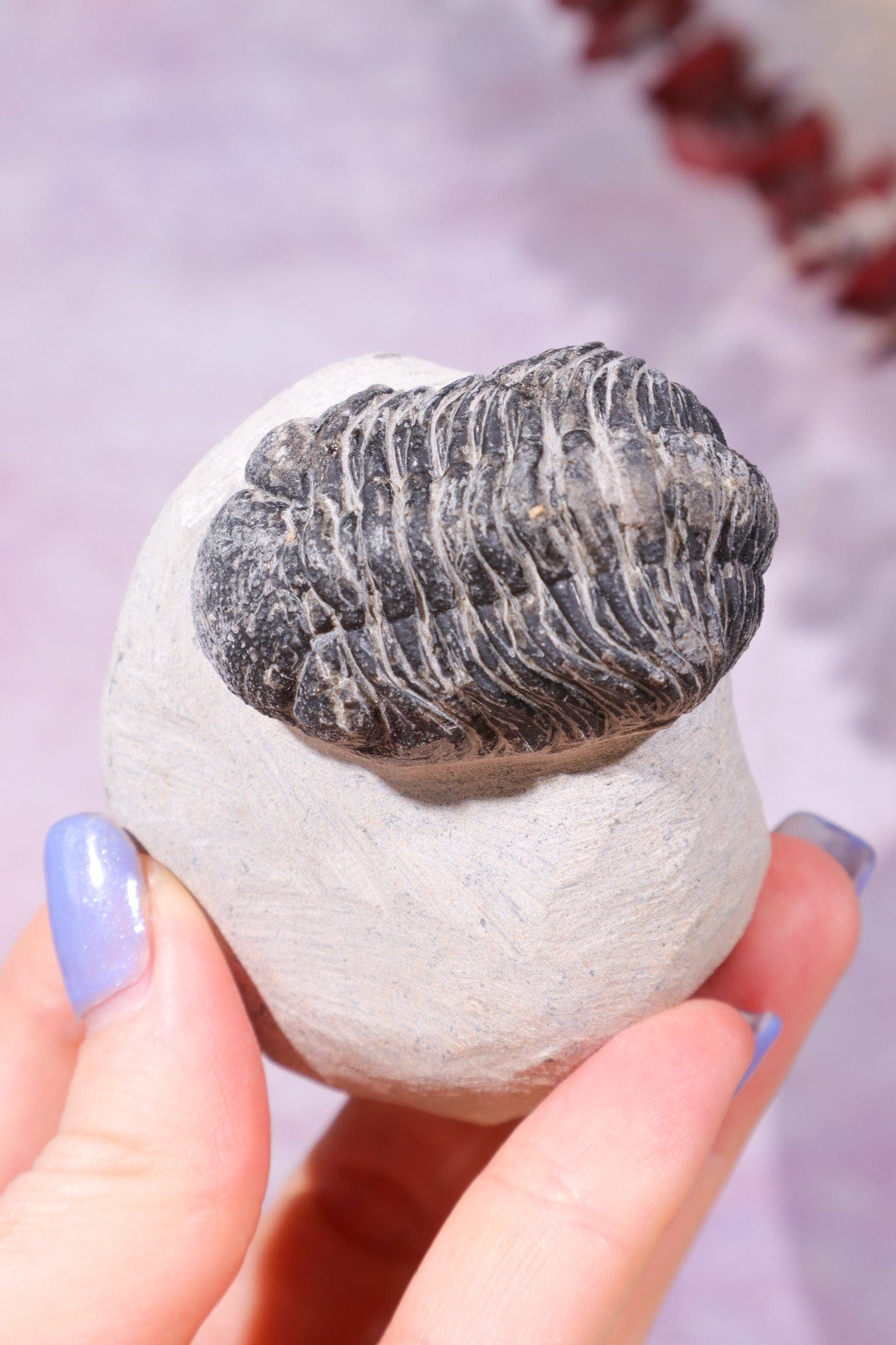 Trilobite Fossil 174gr, Sold as Seen Fossil Tali & Loz Crystals