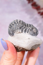Trilobite Fossil 174gr, Sold as Seen Fossil Tali & Loz Crystals