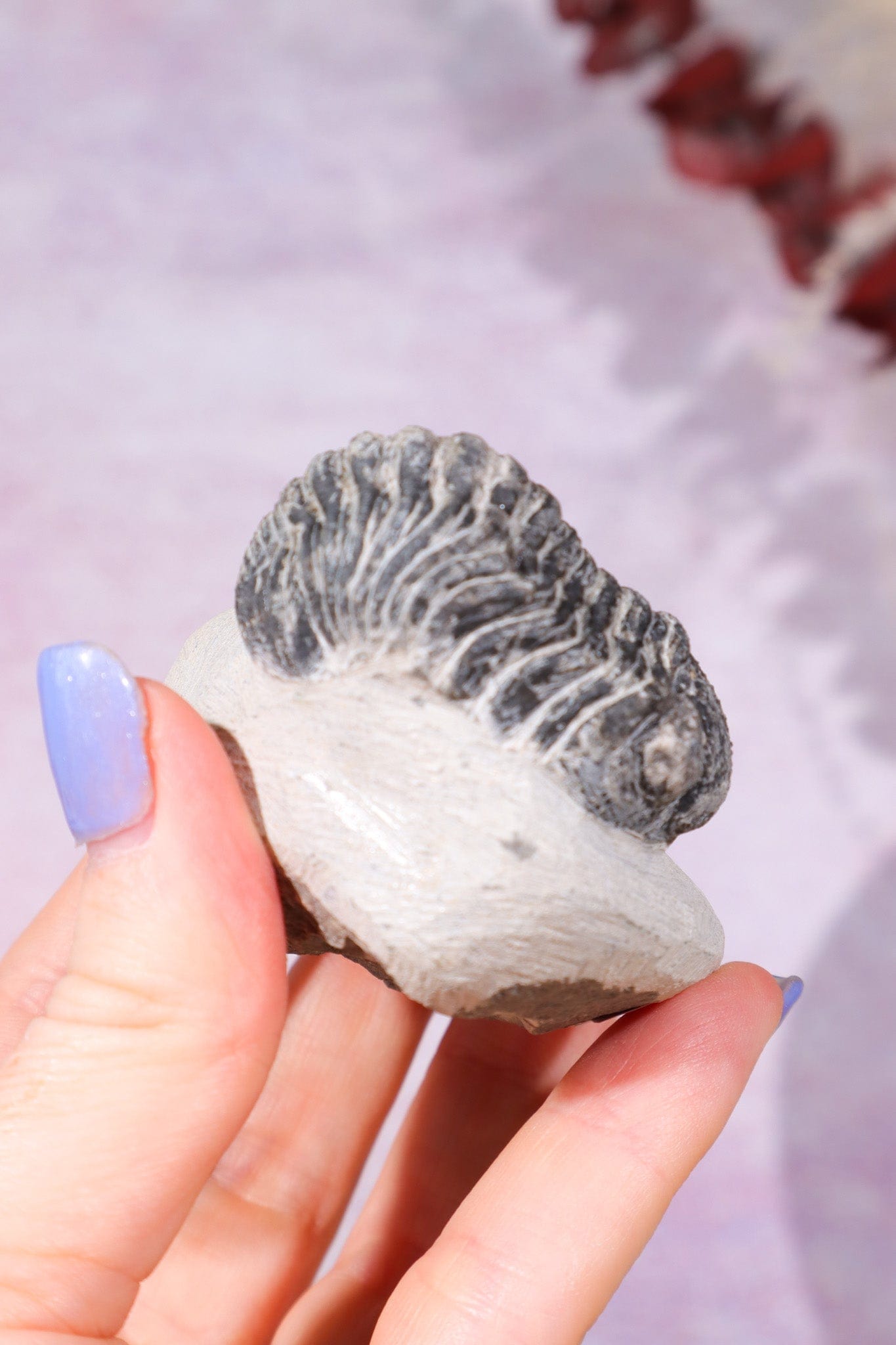 Trilobite Fossil 174gr, Sold as Seen Fossil Tali & Loz Crystals