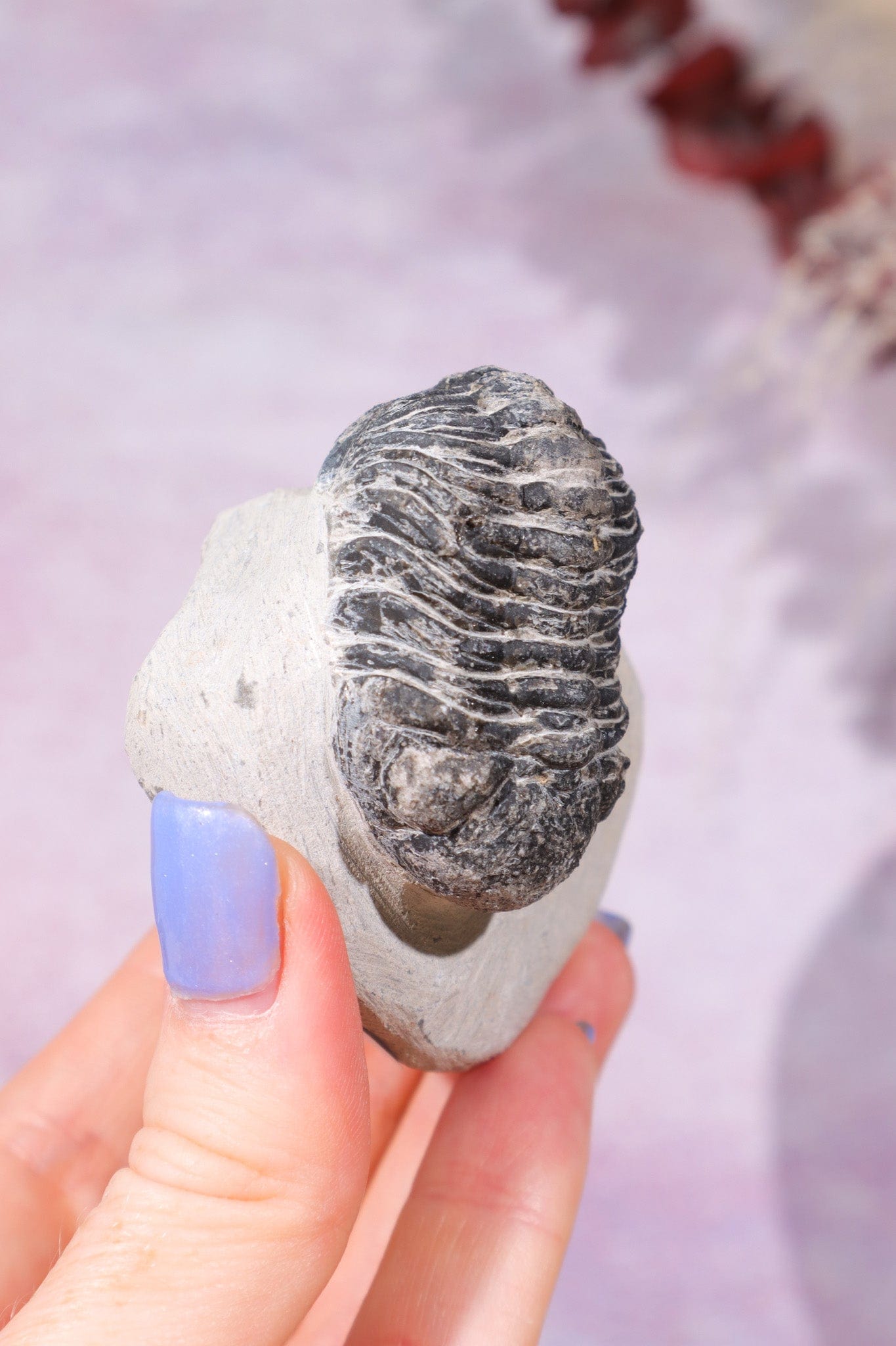 Trilobite Fossil 174gr, Sold as Seen Fossil Tali & Loz Crystals