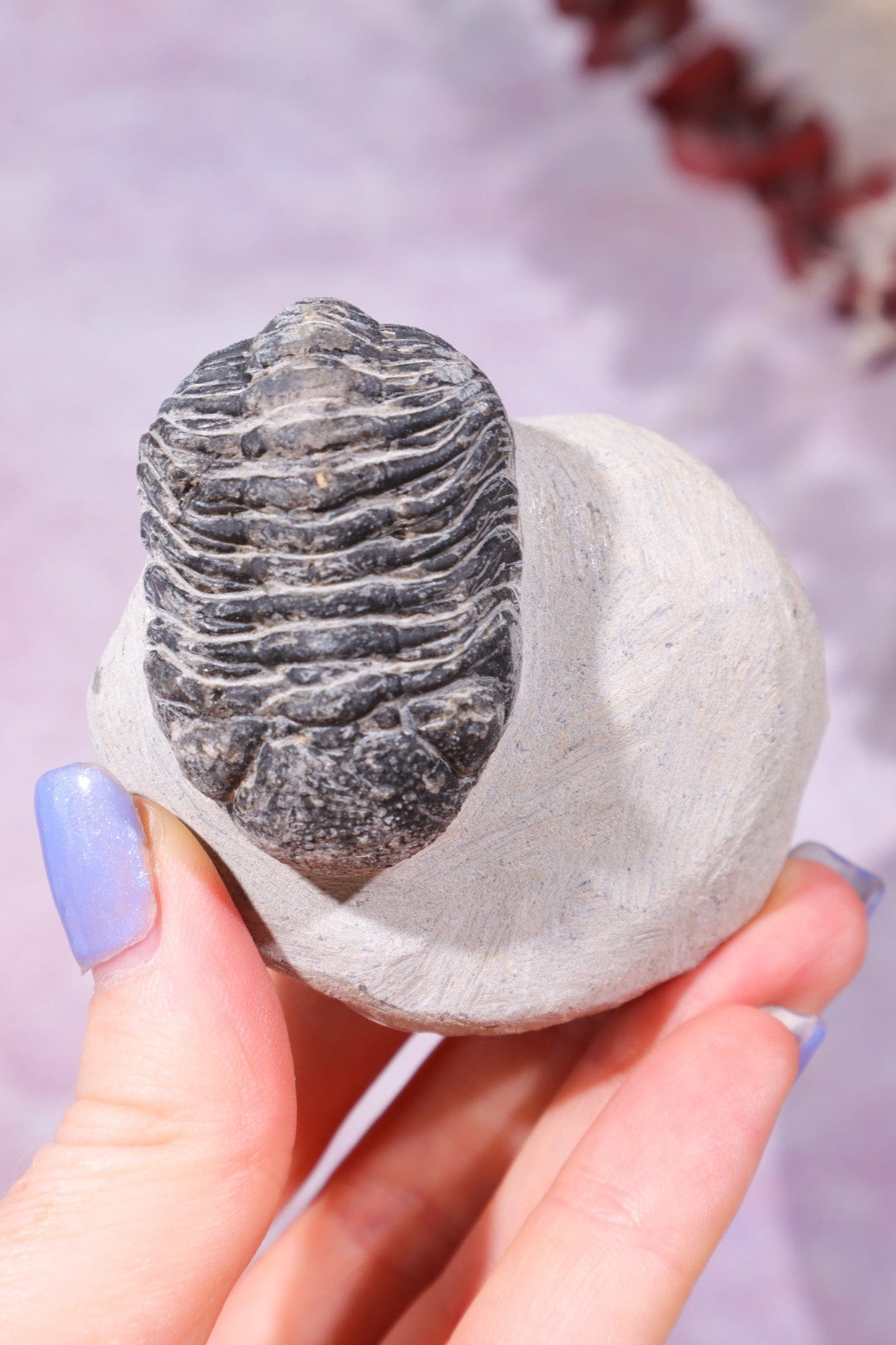 Trilobite Fossil 174gr, Sold as Seen Fossil Tali & Loz Crystals