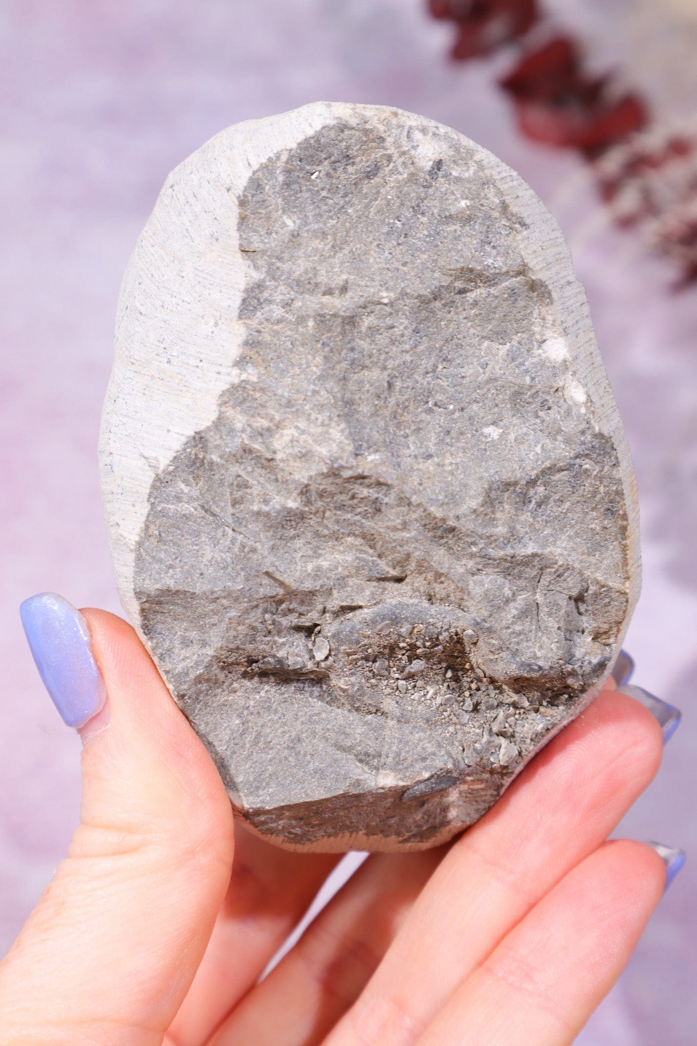 Trilobite Fossil 280gr, Sold as Seen Fossil Tali & Loz Crystals