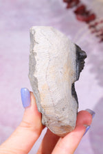 Trilobite Fossil 280gr, Sold as Seen Fossil Tali & Loz Crystals