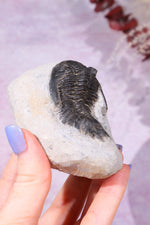 Trilobite Fossil 280gr, Sold as Seen Fossil Tali & Loz Crystals