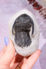 Trilobite Fossil 280gr, Sold as Seen Fossil Tali & Loz Crystals