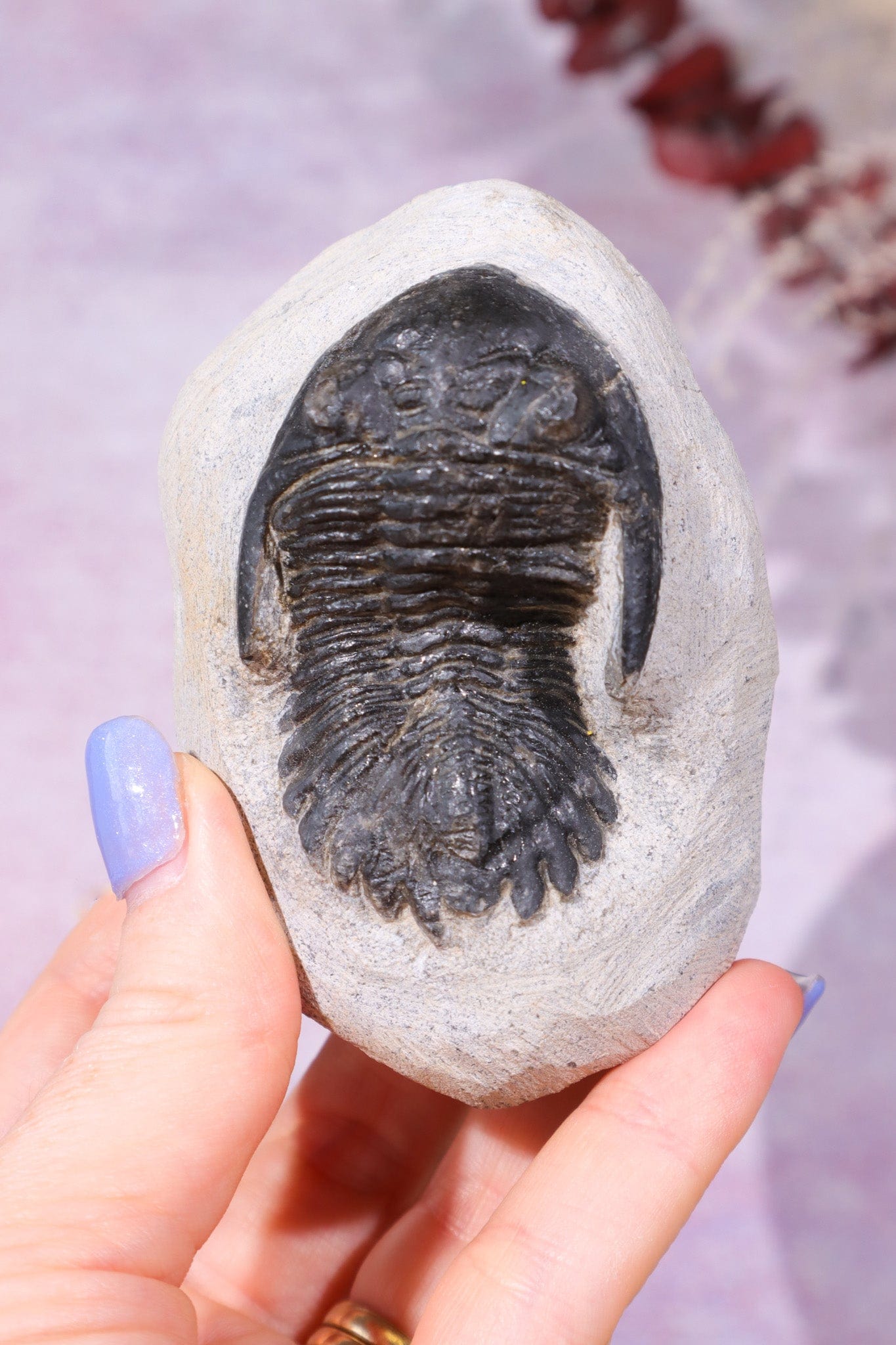 Trilobite Fossil 280gr, Sold as Seen Fossil Tali & Loz Crystals
