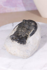 Trilobite Fossil 280gr, Sold as Seen Fossil Tali & Loz Crystals