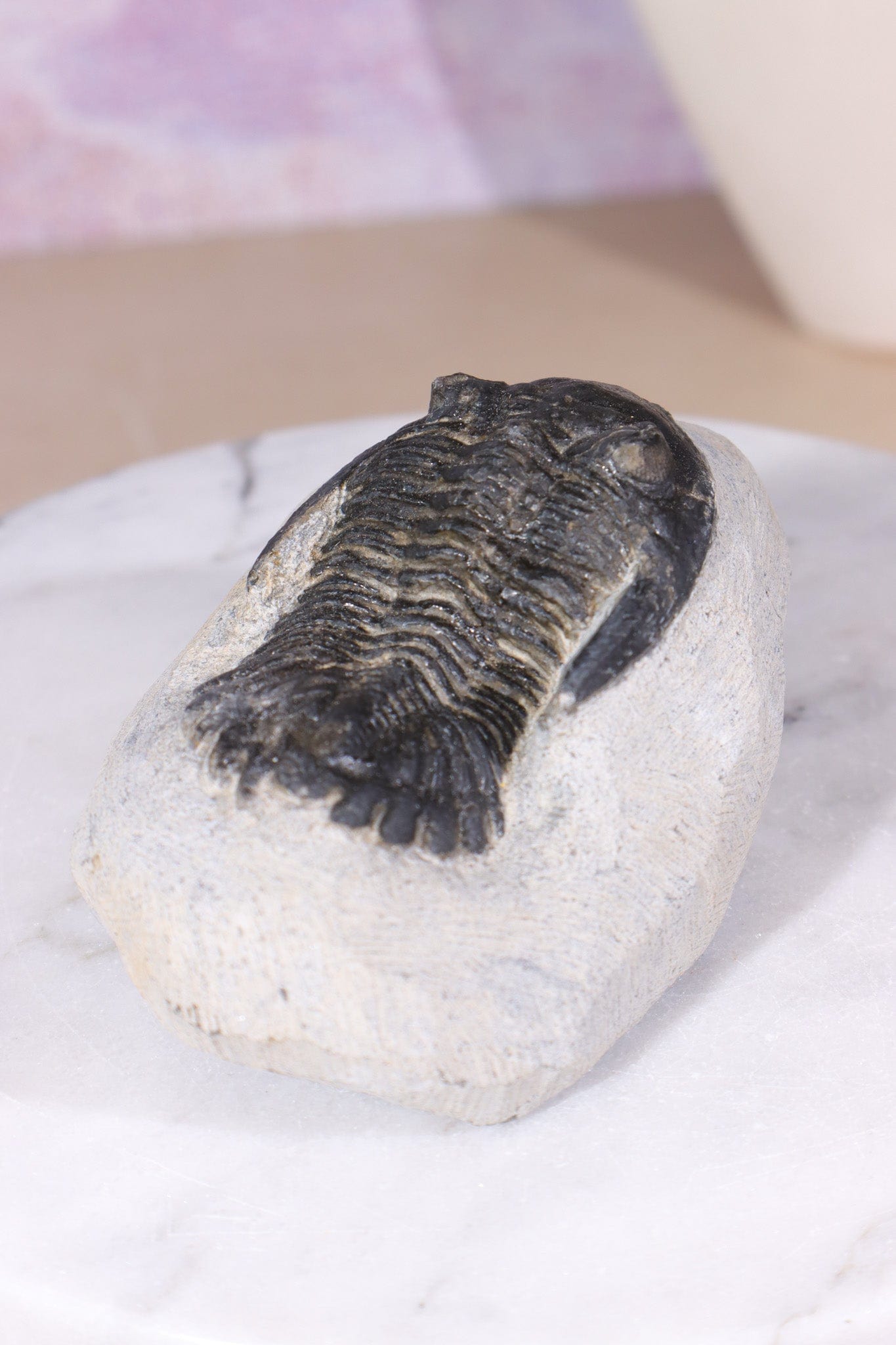 Trilobite Fossil 280gr, Sold as Seen Fossil Tali & Loz Crystals