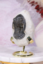 Trilobite Fossil 280gr, Sold as Seen Fossil Tali & Loz Crystals