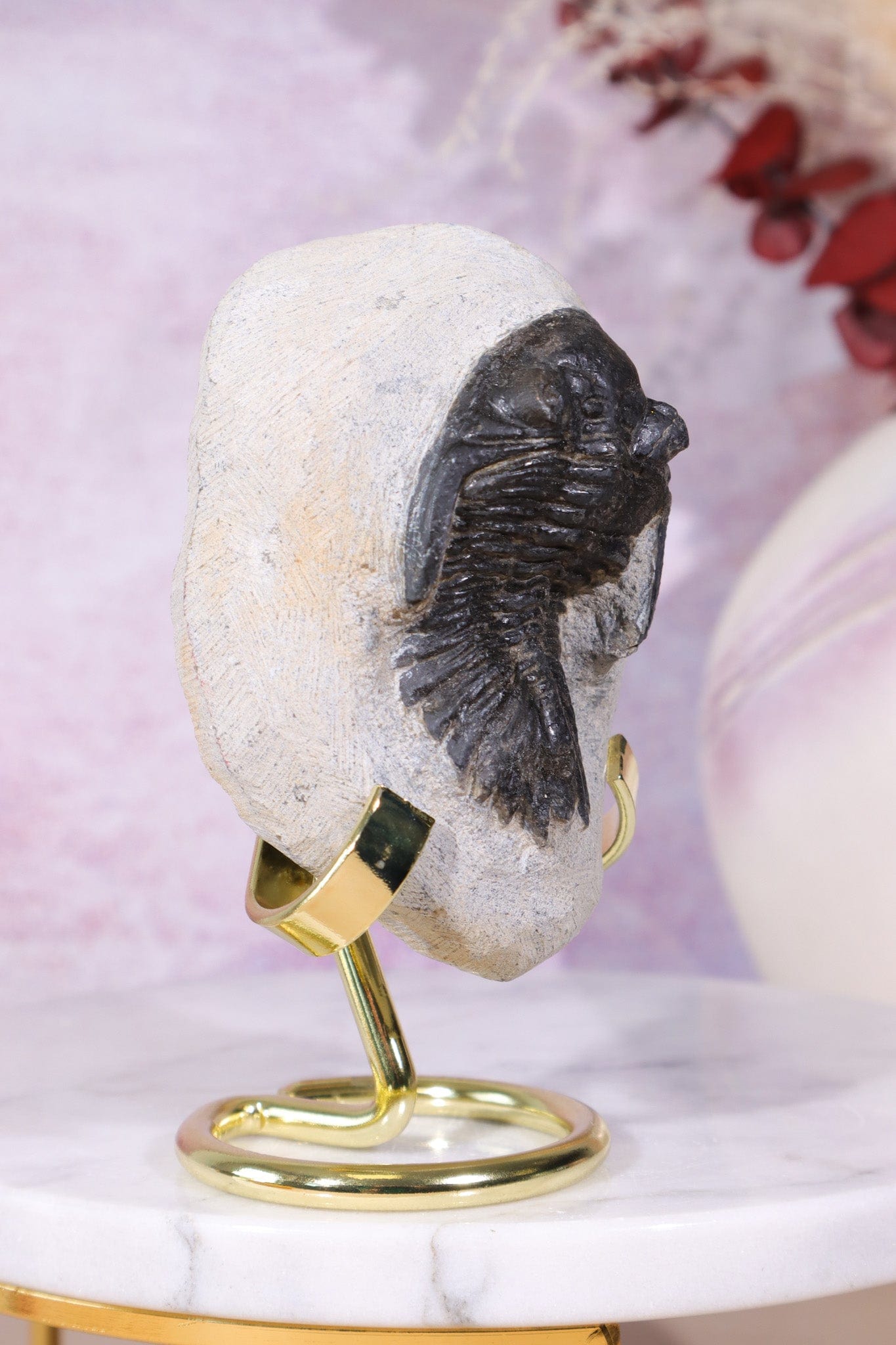 Trilobite Fossil 280gr, Sold as Seen Fossil Tali & Loz Crystals