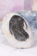 Trilobite Fossil 280gr, Sold as Seen Fossil Tali & Loz Crystals
