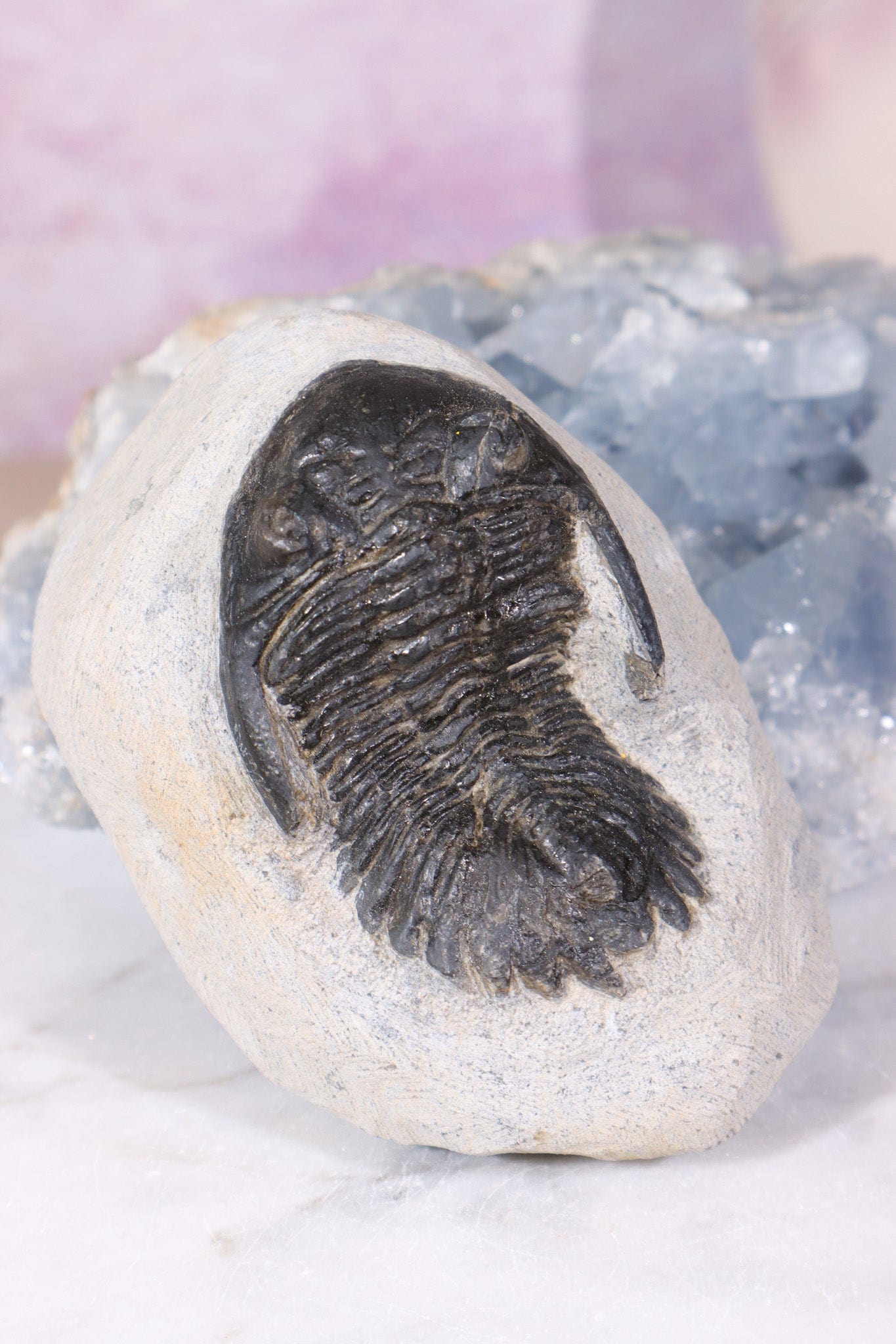 Trilobite Fossil 280gr, Sold as Seen Fossil Tali & Loz Crystals
