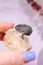 Trilobite Fossil 84.7gr, Sold as Seen Fossil Tali & Loz Crystals