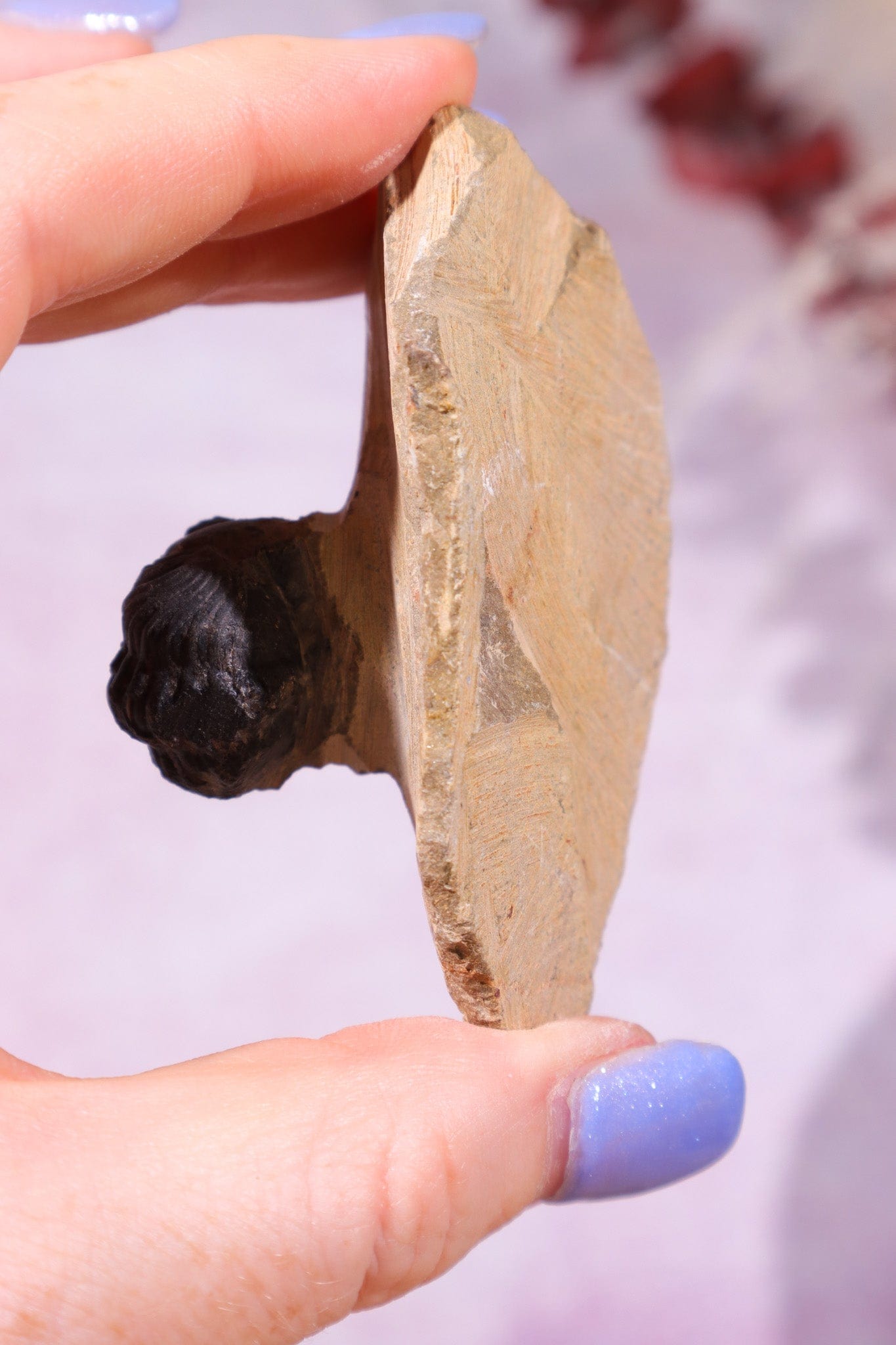 Trilobite Fossil 84.7gr, Sold as Seen Fossil Tali & Loz Crystals