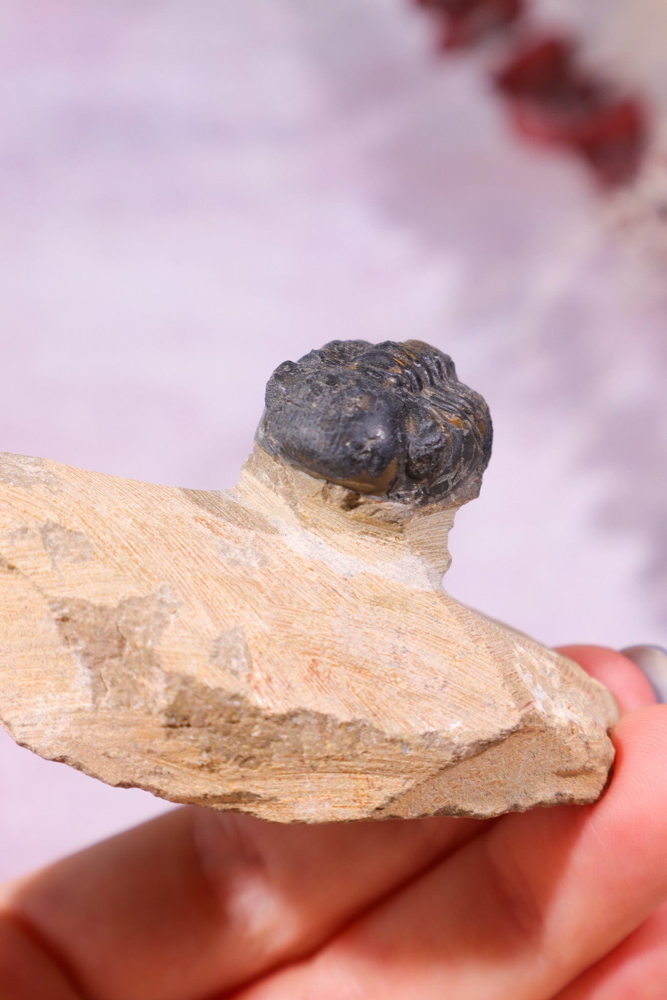 Trilobite Fossil 84.7gr, Sold as Seen Fossil Tali & Loz Crystals