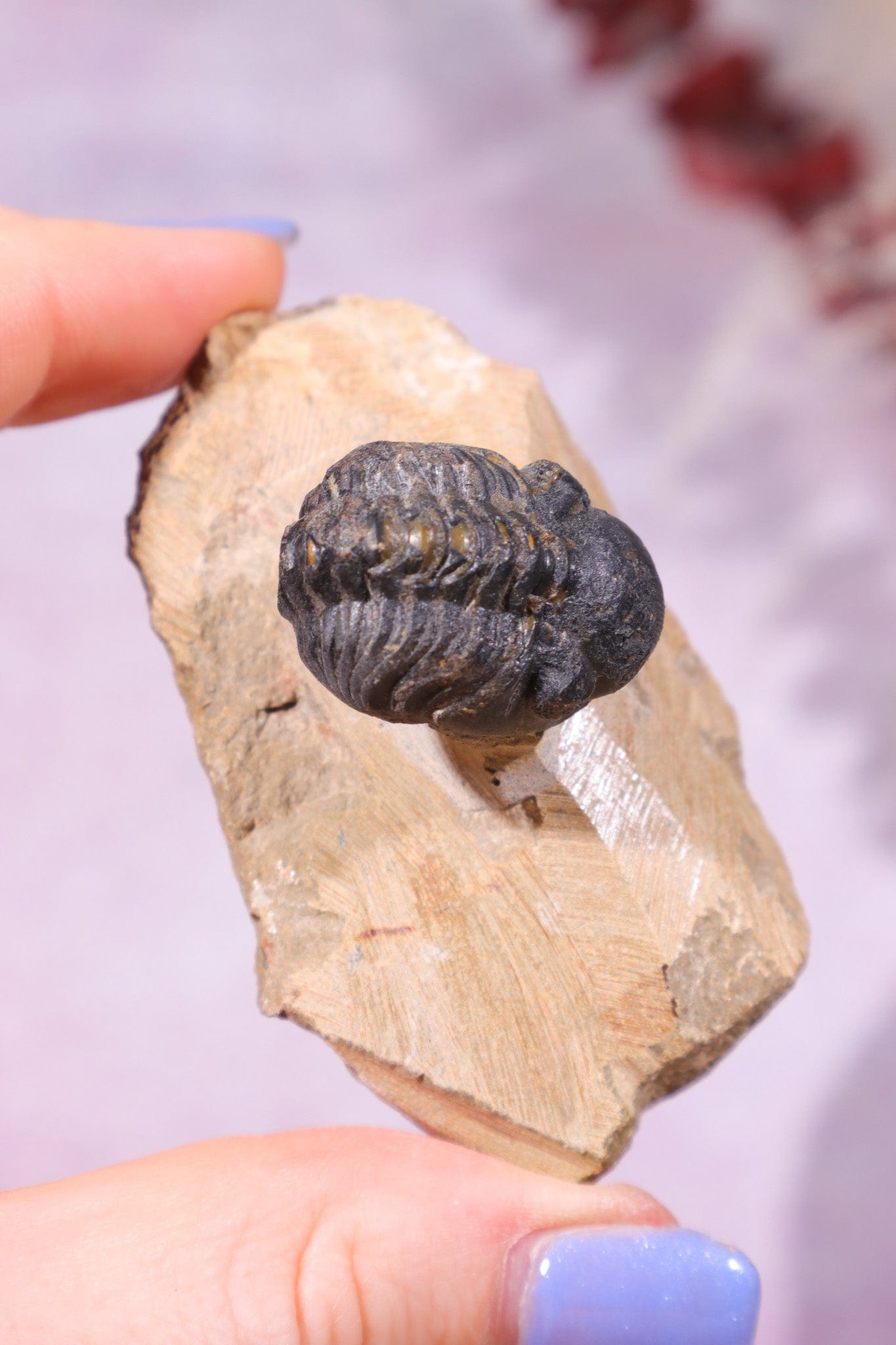 Trilobite Fossil 84.7gr, Sold as Seen Fossil Tali & Loz Crystals