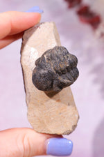 Trilobite Fossil 84.7gr, Sold as Seen Fossil Tali & Loz Crystals