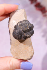 Trilobite Fossil 84.7gr, Sold as Seen Fossil Tali & Loz Crystals